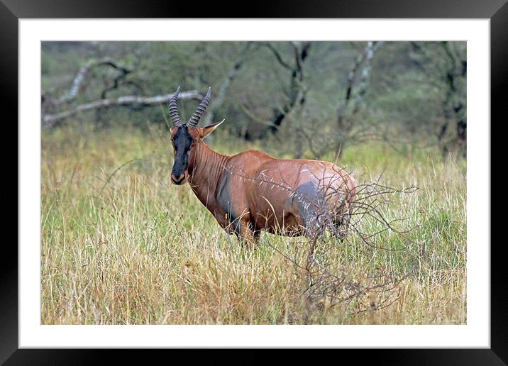 Topi antelope Framed Mounted Print by Tony Murtagh
