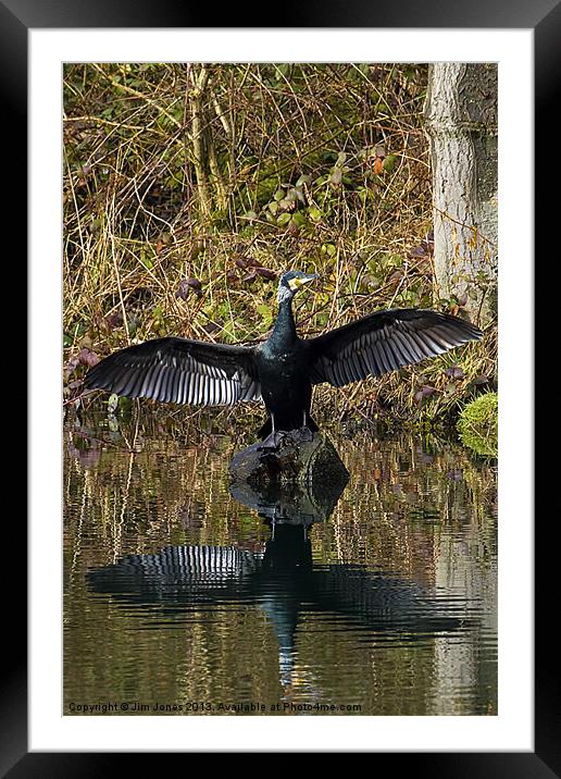Cormorant stretching its wings Framed Mounted Print by Jim Jones