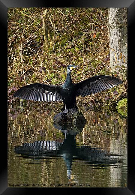 Cormorant stretching its wings Framed Print by Jim Jones