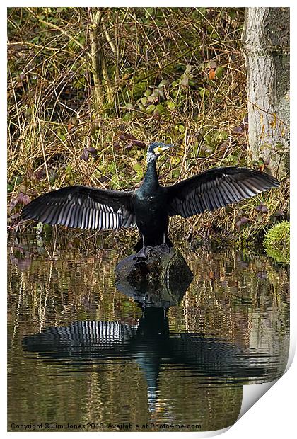 Cormorant stretching its wings Print by Jim Jones