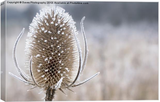Frosty Teasel Head Canvas Print by Daves Photography