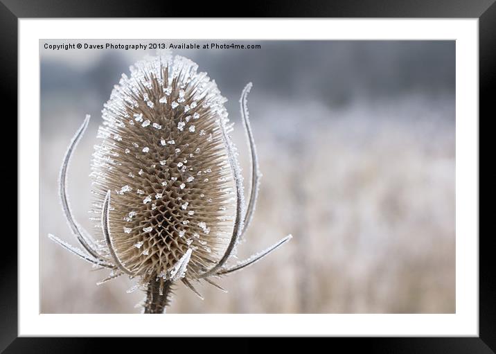 Frosty Teasel Head Framed Mounted Print by Daves Photography