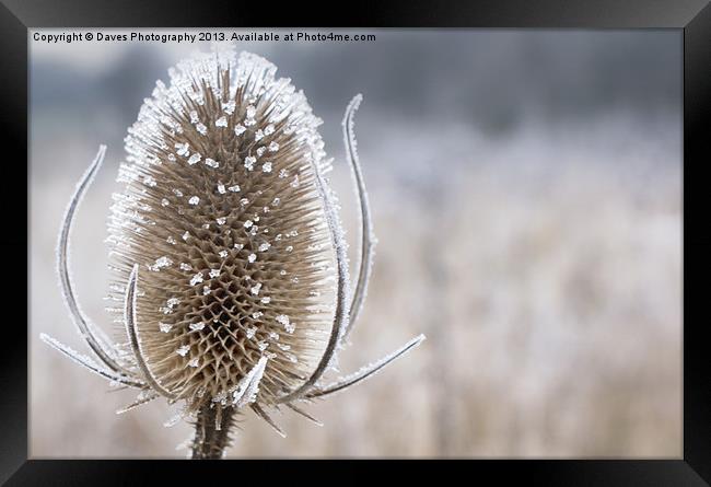 Frosty Teasel Head Framed Print by Daves Photography