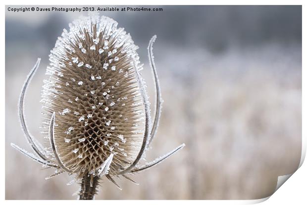 Frosty Teasel Head Print by Daves Photography