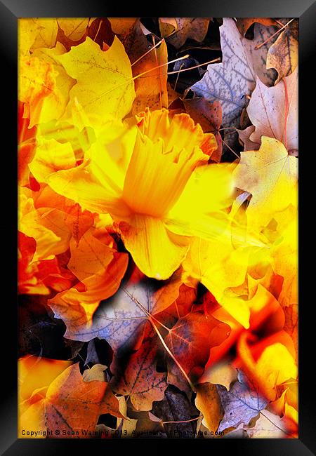 Seasons in the sun Framed Print by Sean Wareing