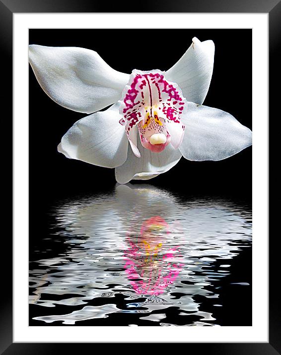 780-orchid with the reflections Framed Mounted Print by elvira ladocki