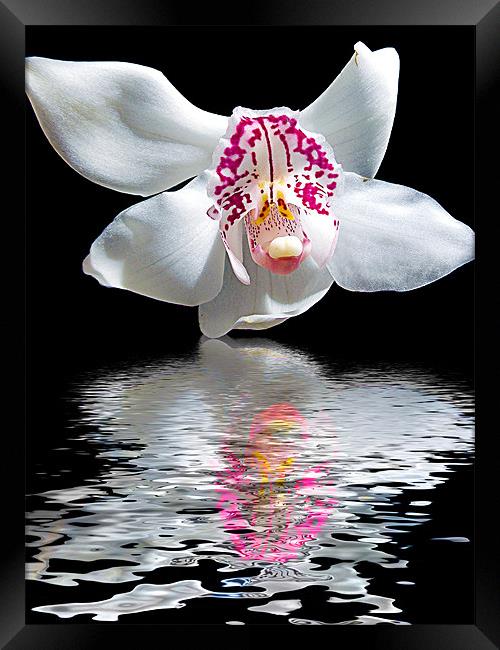 780-orchid with the reflections Framed Print by elvira ladocki