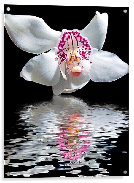 780-orchid with the reflections Acrylic by elvira ladocki
