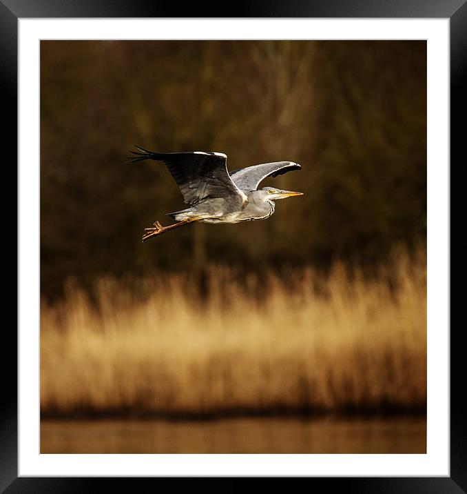 Heron in flight Framed Mounted Print by Simon West