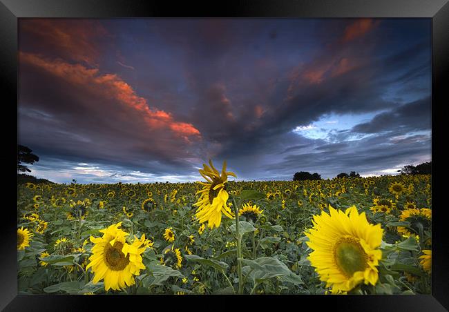 Sunflowers Framed Print by Dave Hudspeth Landscape Photography