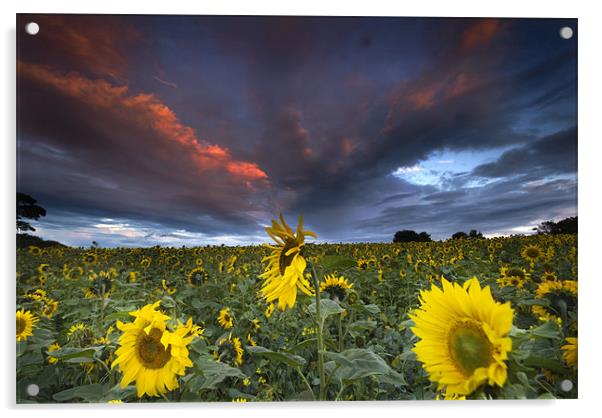 Sunflowers Acrylic by Dave Hudspeth Landscape Photography