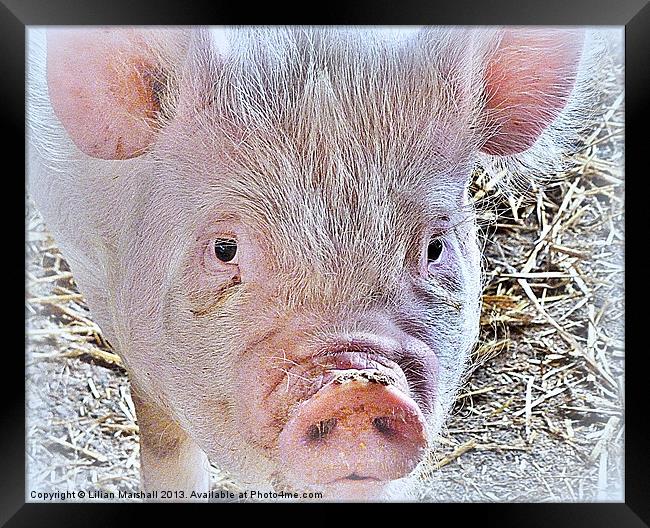 Rare Breed Pigs, Framed Print by Lilian Marshall