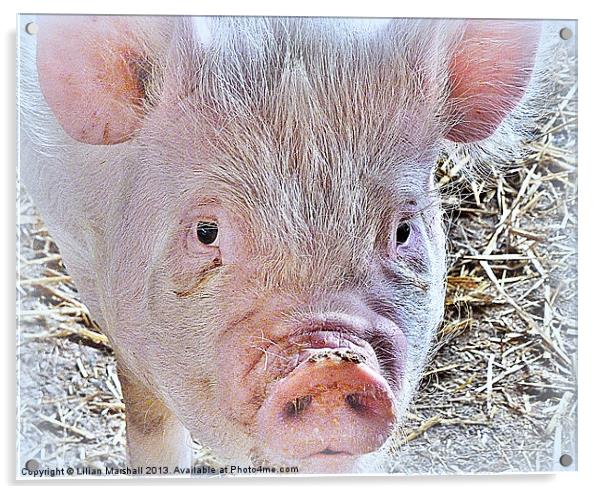 Rare Breed Pigs, Acrylic by Lilian Marshall