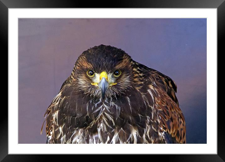 Harris Hawk Portrait Framed Mounted Print by Bill Simpson