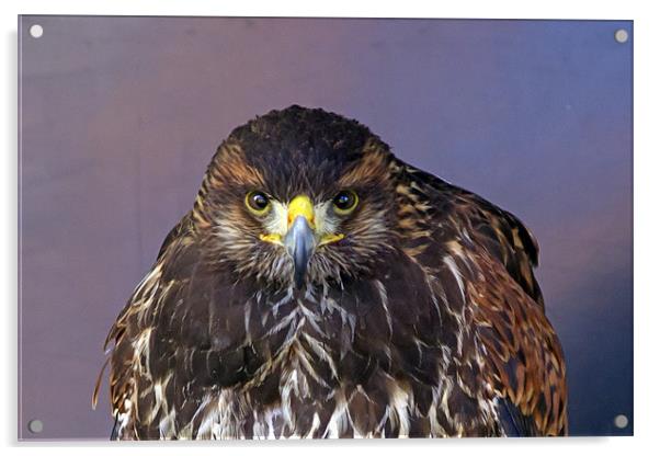 Harris Hawk Portrait Acrylic by Bill Simpson