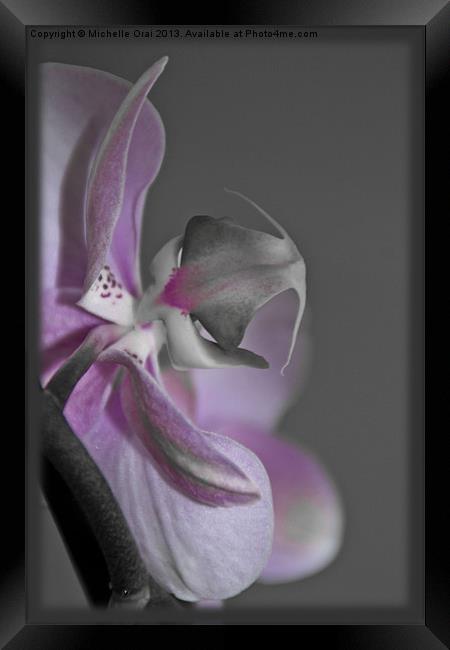 Pink Orchid Framed Print by Michelle Orai