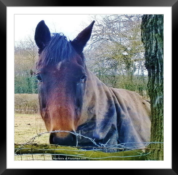 Looking At Me Framed Mounted Print by philip milner