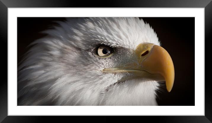 Bald Eagle Framed Mounted Print by Simon Wrigglesworth