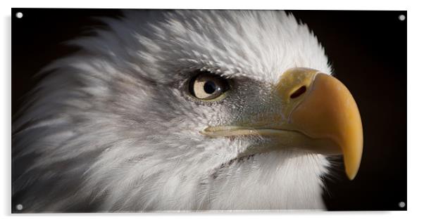Bald Eagle Acrylic by Simon Wrigglesworth