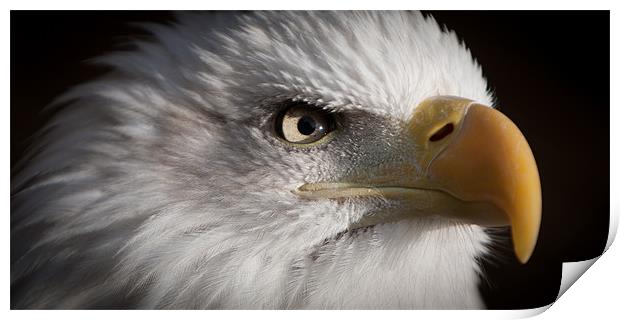 Bald Eagle Print by Simon Wrigglesworth