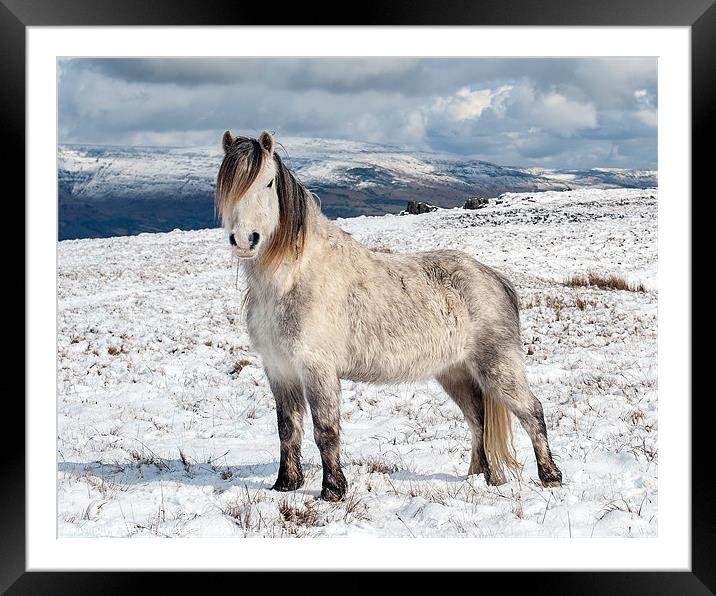 Welsh Mountain Pony Framed Mounted Print by Steve Liptrot