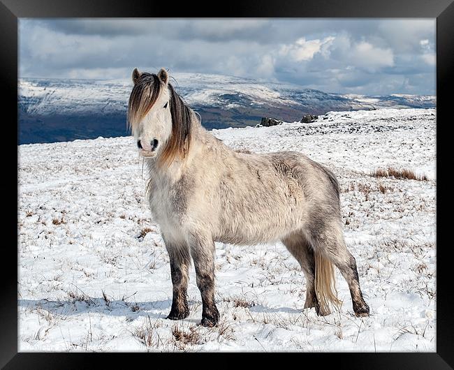 Welsh Mountain Pony Framed Print by Steve Liptrot