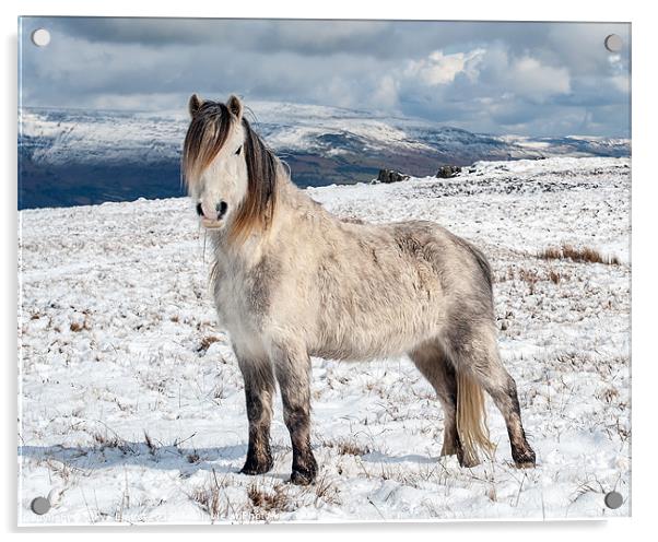 Welsh Mountain Pony Acrylic by Steve Liptrot