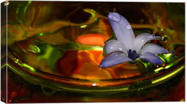Flower in the water Canvas Print by barbara walsh