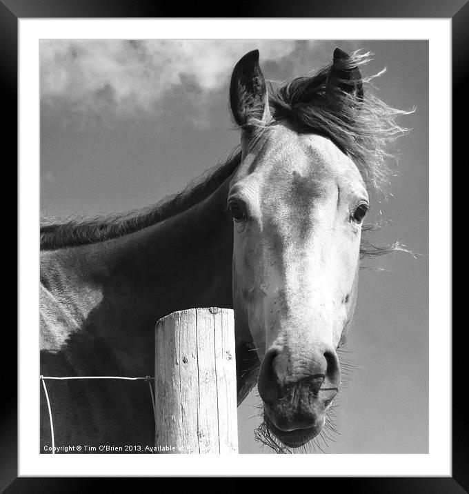 Horse Portrait Framed Mounted Print by Tim O'Brien
