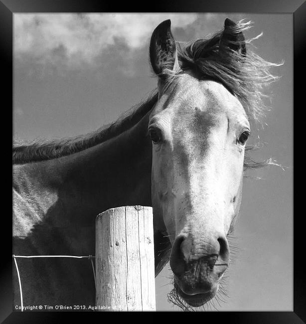 Horse Portrait Framed Print by Tim O'Brien
