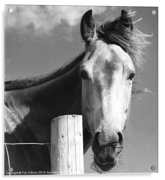 Horse Portrait Acrylic by Tim O'Brien