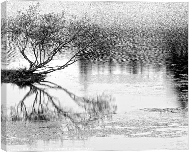 Tree Surviving on Water Canvas Print by Tim O'Brien