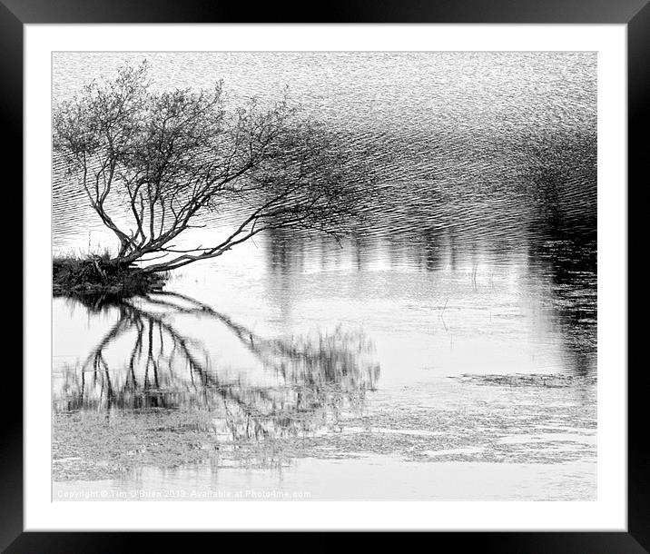Tree Surviving on Water Framed Mounted Print by Tim O'Brien