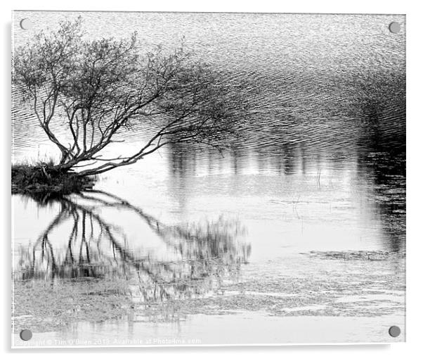 Tree Surviving on Water Acrylic by Tim O'Brien
