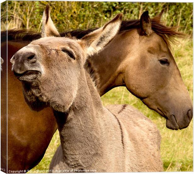 Friendship Horse and Donkey Canvas Print by Tim O'Brien