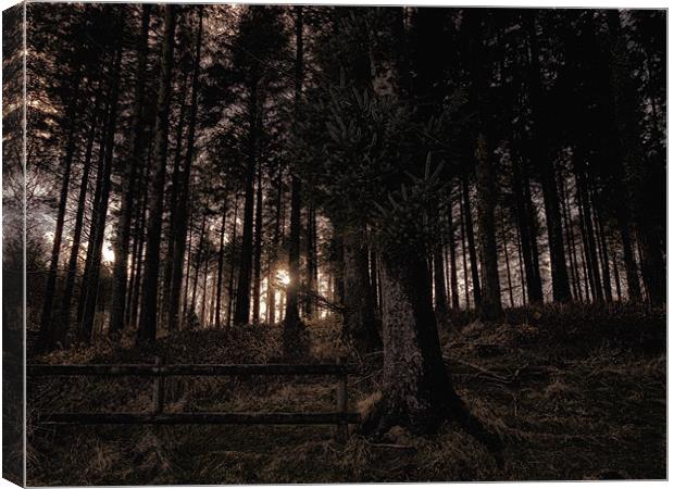 Glow in the Woods Canvas Print by Jay Lethbridge