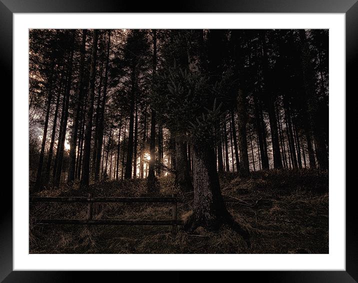 Glow in the Woods Framed Mounted Print by Jay Lethbridge