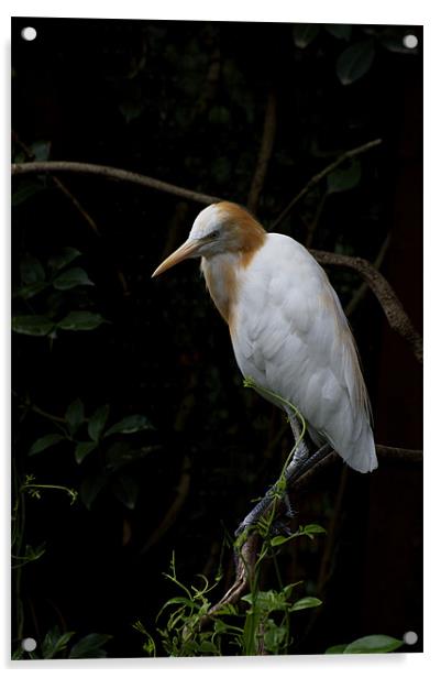 Cattle Egret Acrylic by Graham Palmer