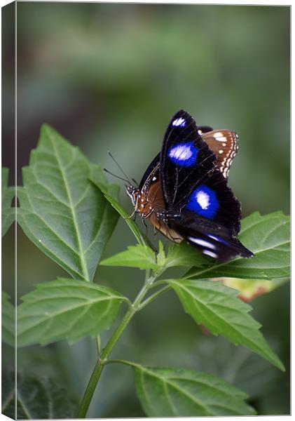 Common Eggfly and Friend Canvas Print by Graham Palmer