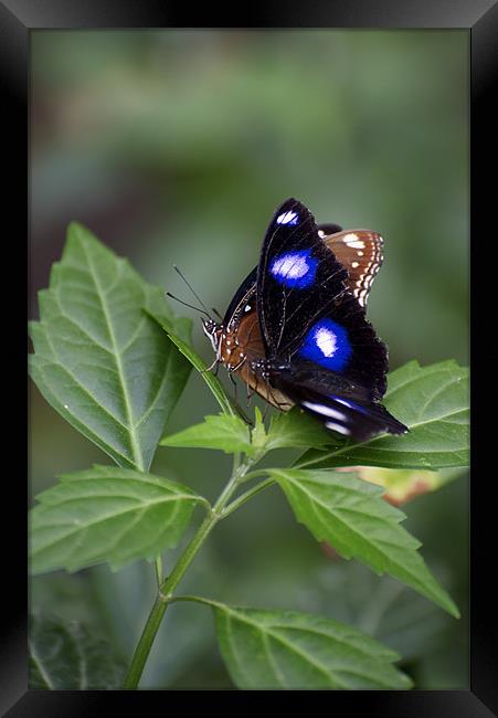 Common Eggfly and Friend Framed Print by Graham Palmer