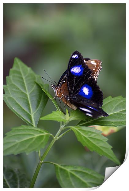 Common Eggfly and Friend Print by Graham Palmer