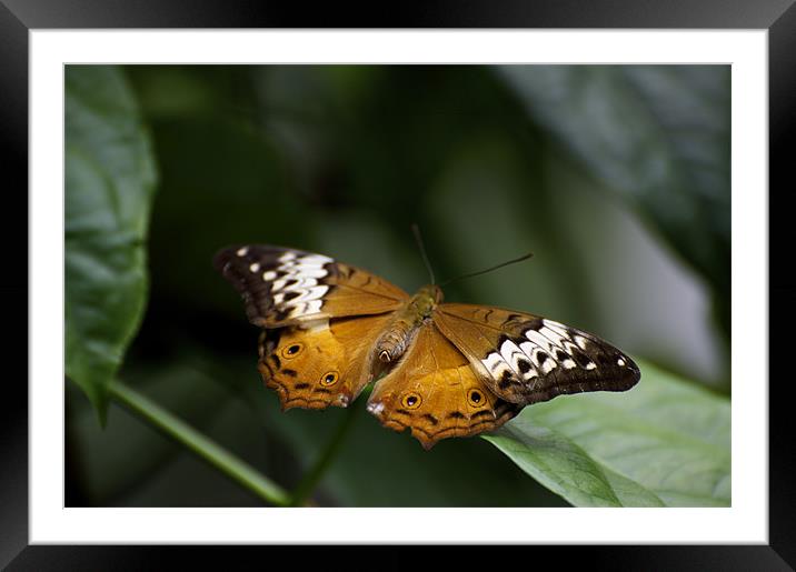 Orange Lacewing Framed Mounted Print by Graham Palmer