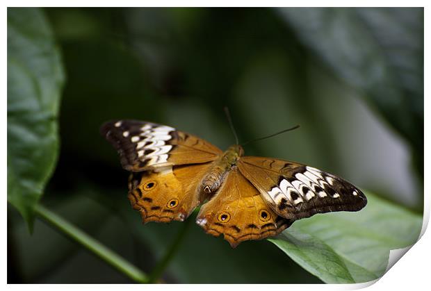 Orange Lacewing Print by Graham Palmer