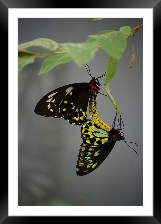 Mating Cairns Birdwings Framed Mounted Print by Graham Palmer
