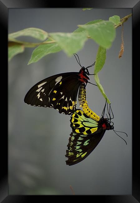 Mating Cairns Birdwings Framed Print by Graham Palmer