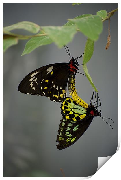 Mating Cairns Birdwings Print by Graham Palmer