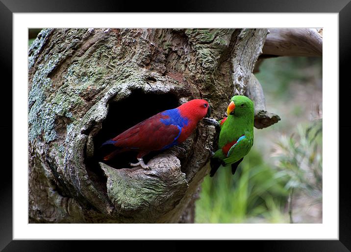 Pair Of Eclectus At The Nest Framed Mounted Print by Graham Palmer