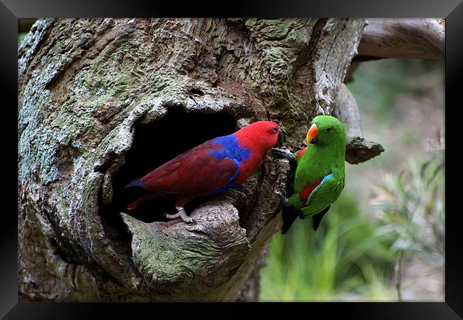 Pair Of Eclectus At The Nest Framed Print by Graham Palmer
