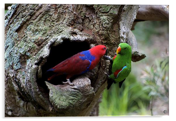 Pair Of Eclectus At The Nest Acrylic by Graham Palmer