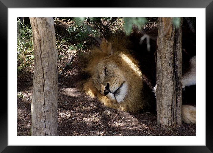 Lion After Lunch Nap Framed Mounted Print by Graham Palmer